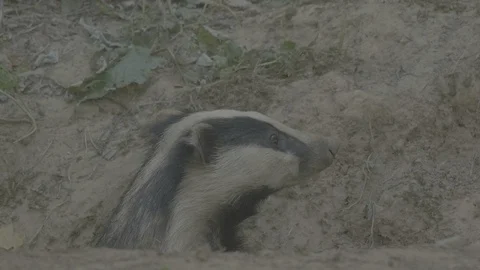 Badger (Meles meles) Stock Footage 125345312