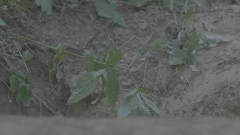 Badger (Meles meles) Stock Footage 125347482