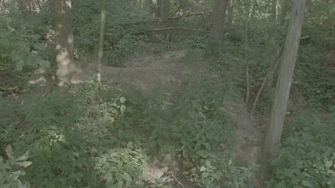 Badger (Meles meles) Stock Footage 125348010