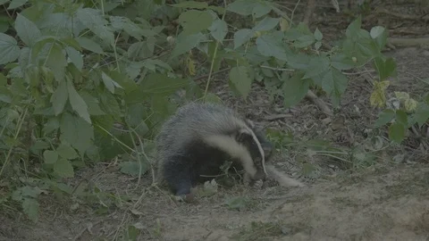 Badger (Meles meles) 스톡 동영상 125349586