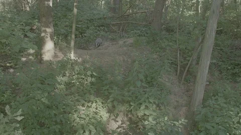 Badger (Meles meles) Stock Footage 125350487