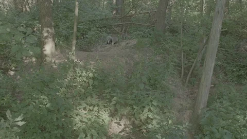 Badger (Meles meles) Video stock 125351702