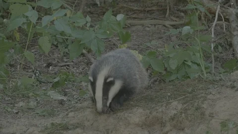 Badger (Meles meles) Stock Footage 125352743