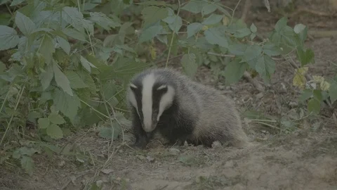 Badger (Meles meles) Stock Footage 125353197