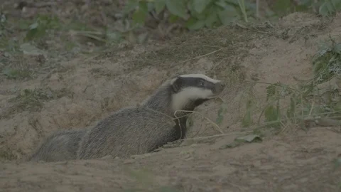 Badger (Meles meles) Stock Footage 125353306