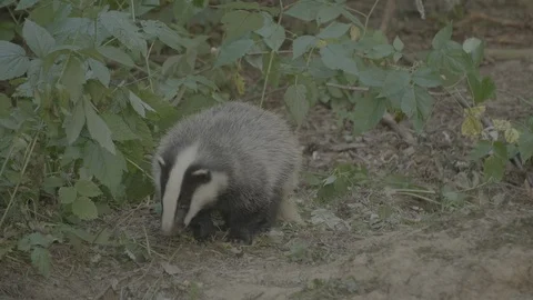 Badger (Meles meles) Stock Footage 125355208