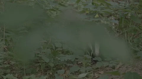 Badger (Meles meles) Stock Footage 125356435