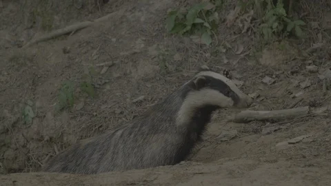 Badger (Meles meles) Stock Footage 125357273