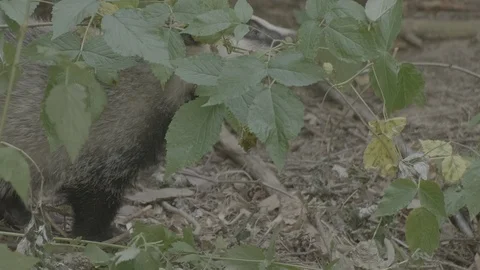 Badger (Meles meles) Video stock 125357732