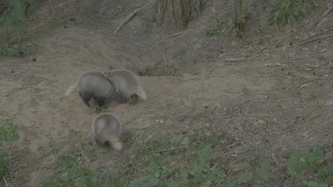 Badger (Meles meles) Video stock 125358349