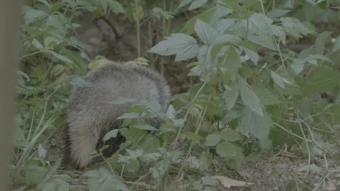 Badger (Meles meles) Stock Footage 125360616