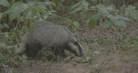 Badger (Meles meles) Stock Footage 125362569