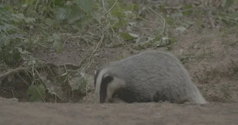 Badger (Meles meles) Stock Footage 125363134