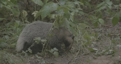 Badger (Meles meles) Stock Footage 125363668