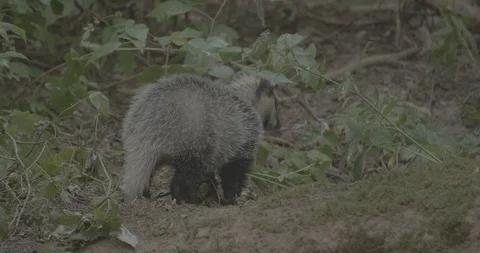 Badger (Meles meles) Stock Footage 125363900