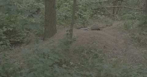 Badger (Meles meles) Stock Footage 125364551