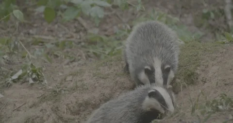 Badger (Meles meles) Stock Footage 125364560