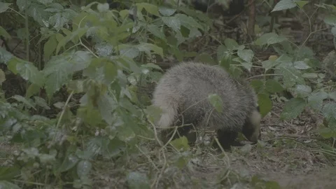 Badger (Meles meles) Stock Footage 125365387