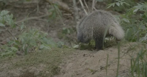 Badger (Meles meles) 스톡 동영상 125379287