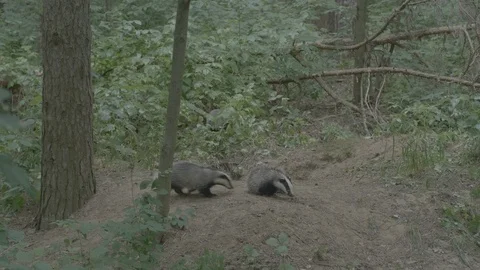 Badger (Meles meles) Video stock 125380559