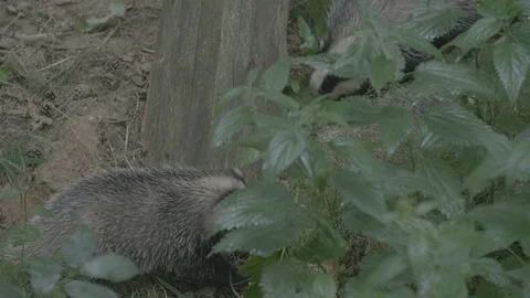 Badger (Meles meles) Stock Footage 125390343