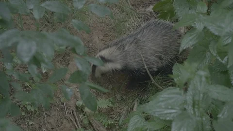 Badger (Meles meles) Stock Footage 125391423