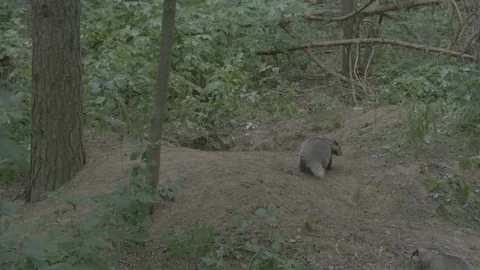 Badger (Meles meles) Stock Footage 125405152