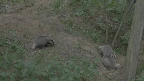Badger (Meles meles) Video stock 125406026