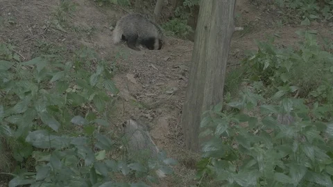 Badger (Meles meles) Stock Footage 125407499