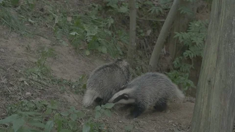 Badger (Meles meles) Stock Footage 125408349