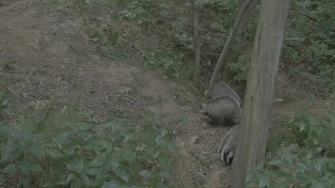 Badger (Meles meles) Stock-Footage 125408491