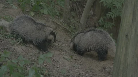 Badger (Meles meles) Stock Footage 125409167