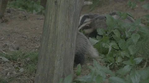 Badger (Meles meles) Stock Footage 125409351