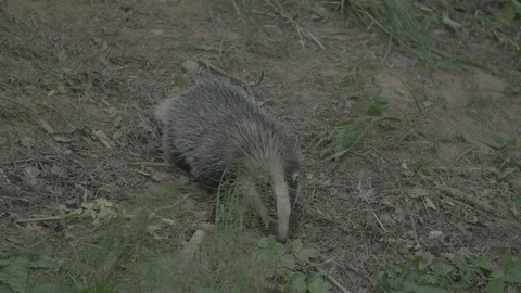 Badger (Meles meles) Stock Footage 125409518