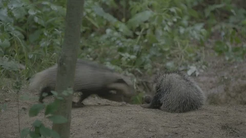 Badger (Meles meles) Stock Footage 125410095