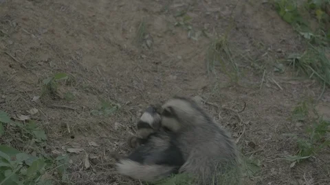 Badger (Meles meles) Stock Footage 125410580