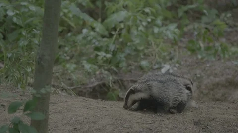 Badger (Meles meles) Stock Footage 125410958