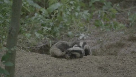 Badger (Meles meles) Stock Footage 125411257