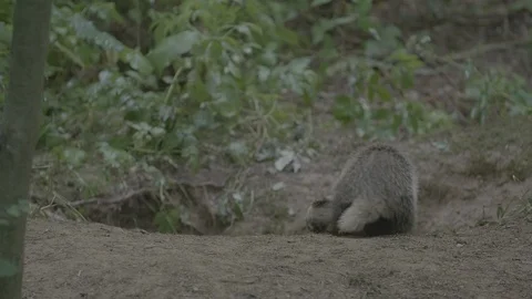 Badger (Meles meles) Stock Footage 125411647