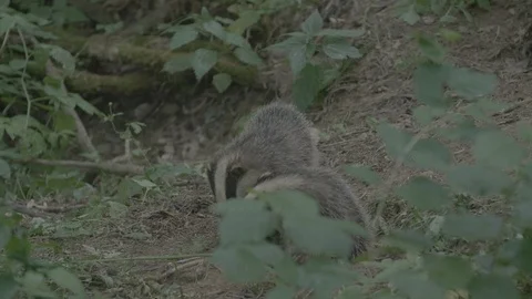 Badger (Meles meles) Stock Footage 125412395