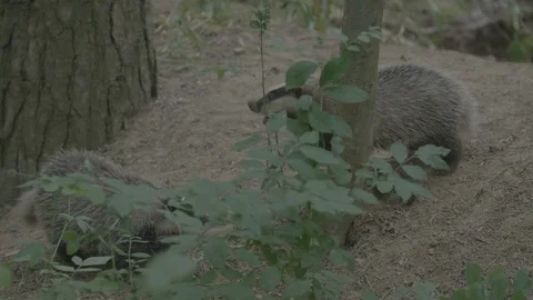 Badger (Meles meles) Stock Footage 125412595