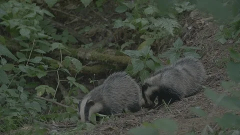 Badger (Meles meles) Video stock 125413167
