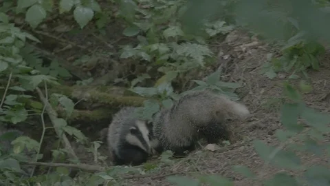 Badger (Meles meles) Stock Footage 125413608