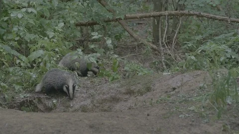 Badger (Meles meles) Stock Footage 125415052