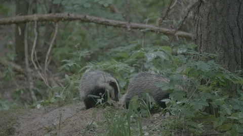 Badger (Meles meles) Stock Footage 125415465