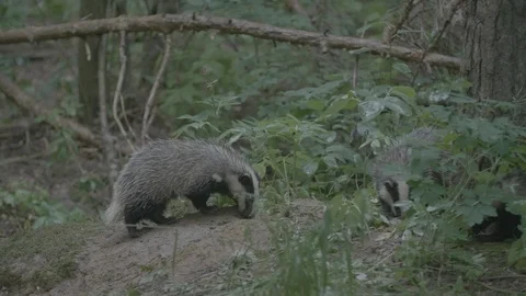 Badger (Meles meles) Stock Footage 125418780