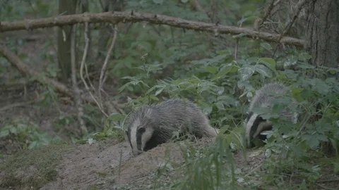 Badger (Meles meles) Stock Footage 125419236