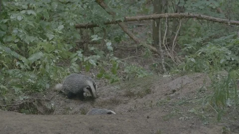Badger (Meles meles) Stock Footage 125420099