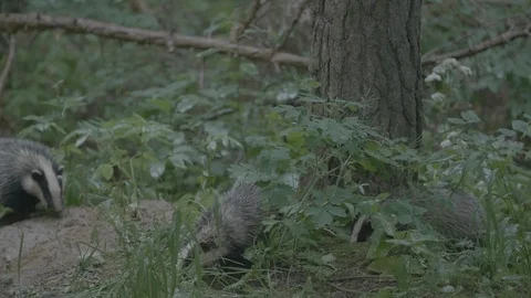 Badger (Meles meles) Stock Footage 125421448