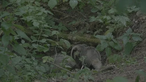Badger (Meles meles) Stock Footage 125423488